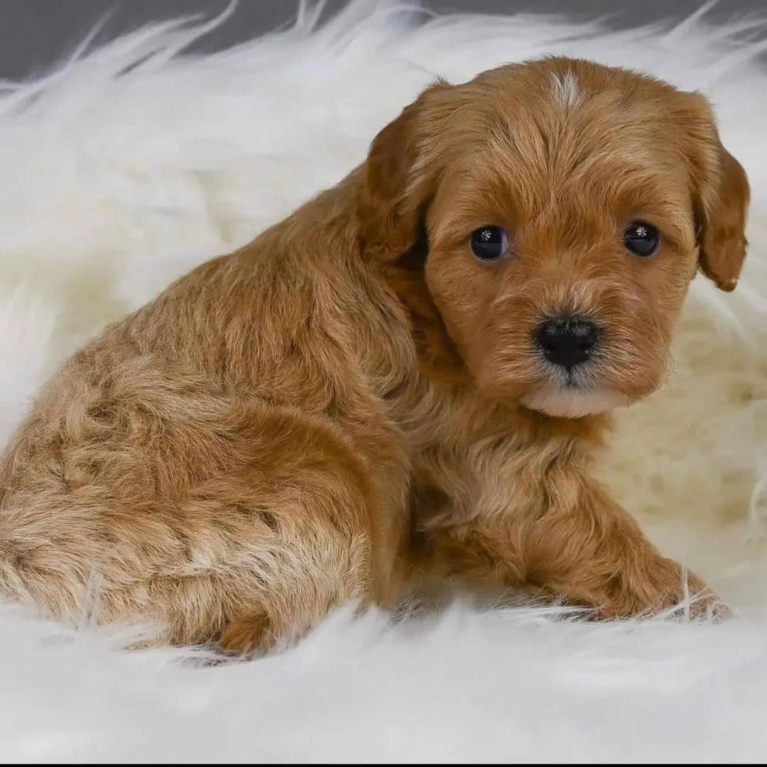 Puppy Slide 3